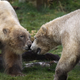 Illustration for article titled Polar Bears Become Best Bros, Put Each Other Before Hos